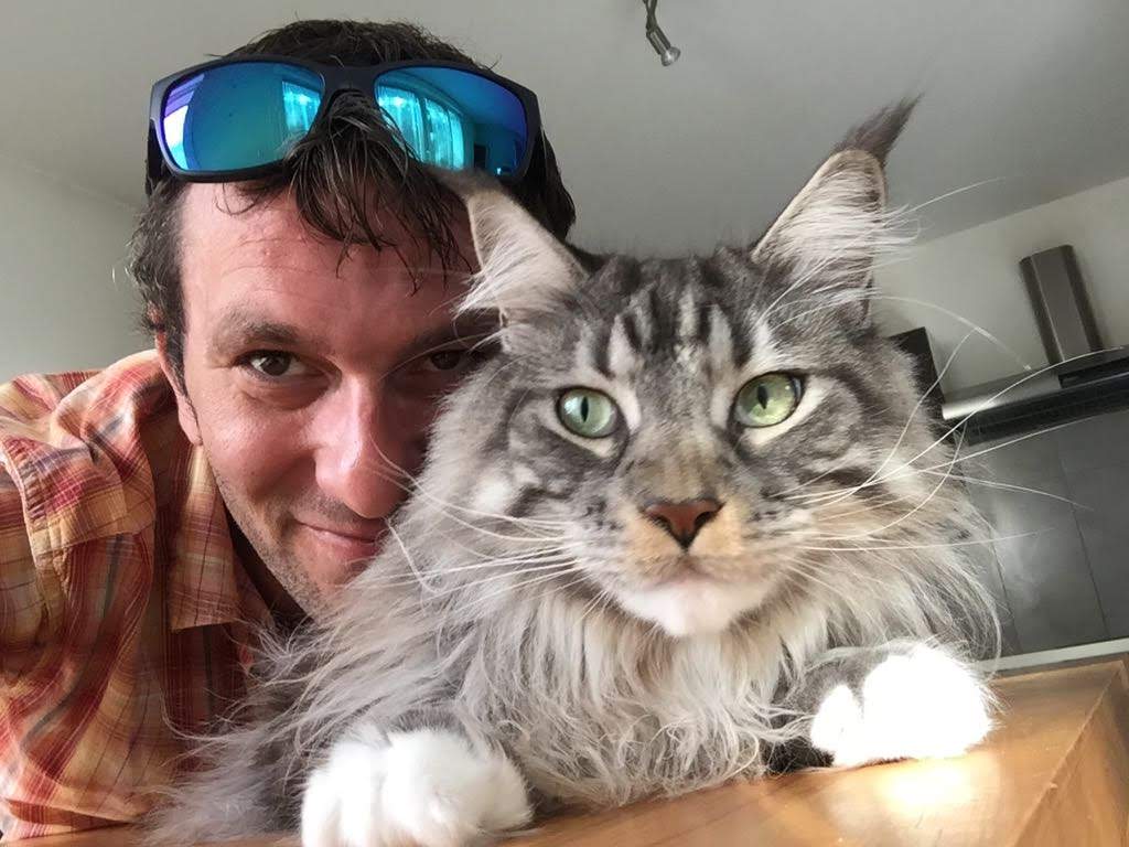 main coon transport animalier chat